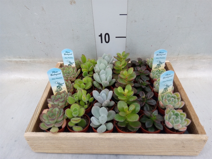 <h4>Succulents   ...</h4>