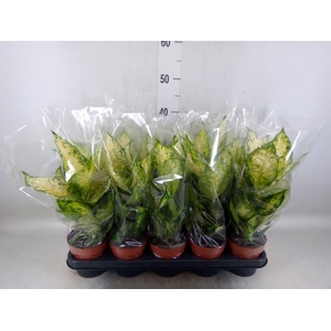 Dieffenbachia  'Amy'