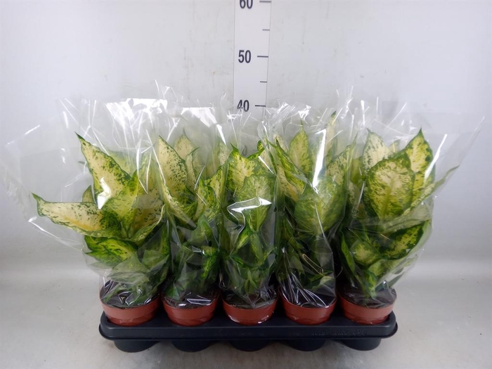 <h4>Dieffenbachia  'Amy'</h4>