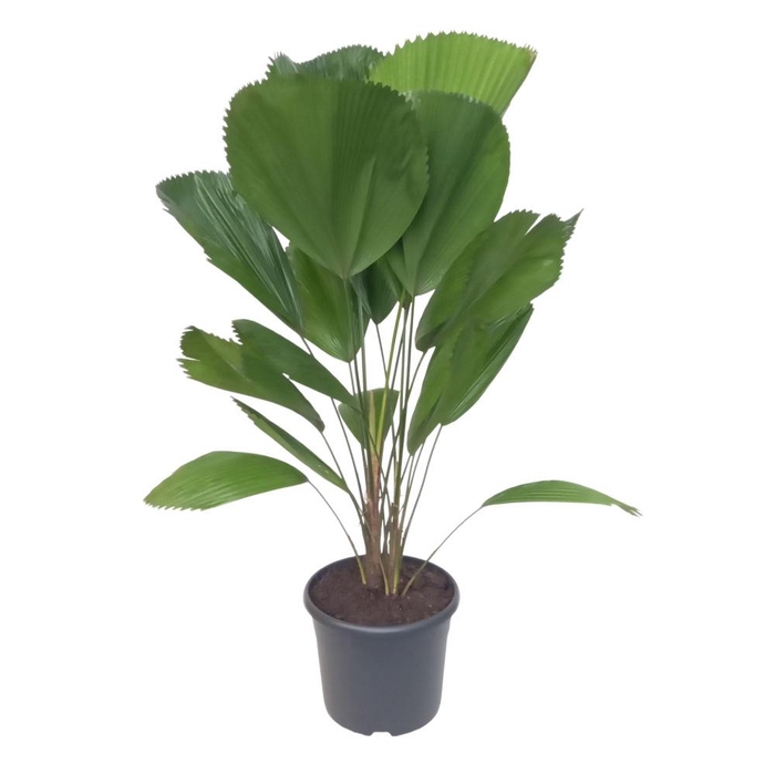 <h4>Licuala Grandis 29 cm</h4>