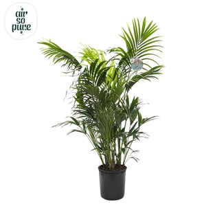 KENTIA - P34 H220 - 15PP - Air So Pure (Howea forsteriana)