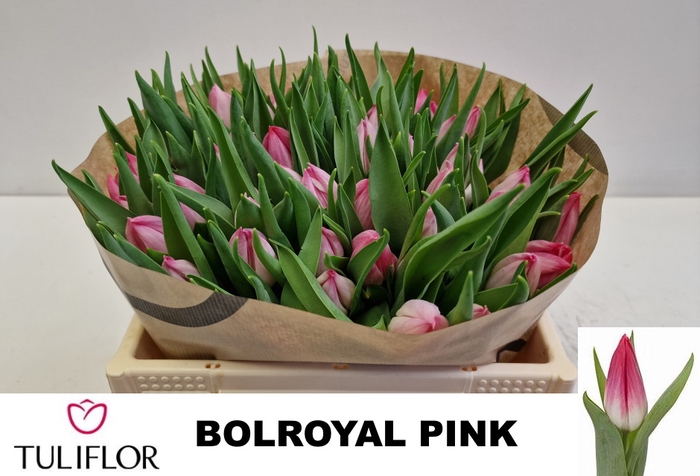 <h4>TU EN BOLROYAL PINK</h4>