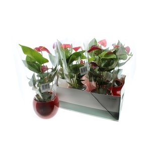 ARR ANTHURIUM