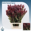 Leucadendron Safari Sunset
