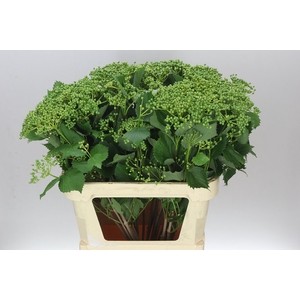 Viburnum Blueberry Hill