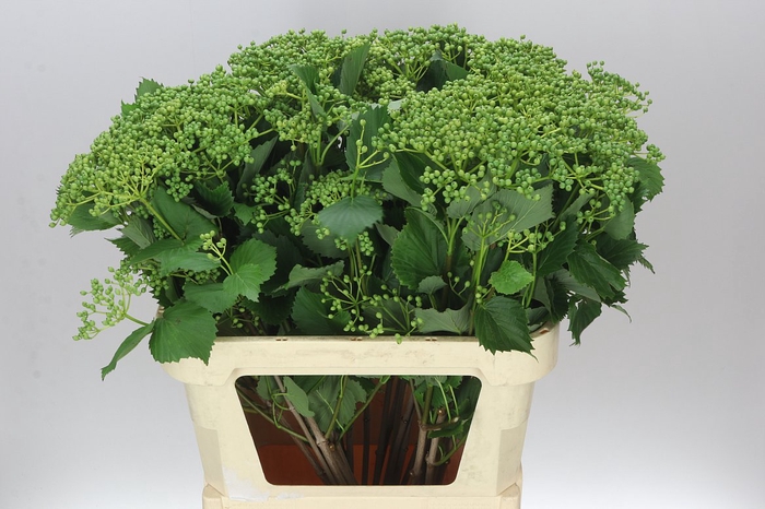 <h4>Viburnum Blueberry Hill</h4>