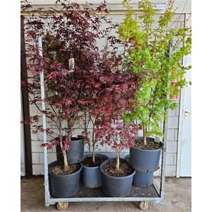 Acer palmatum Mix C35/43cm