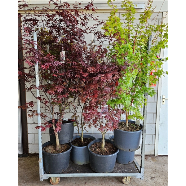 <h4>Acer palmatum Mix C35/43cm</h4>