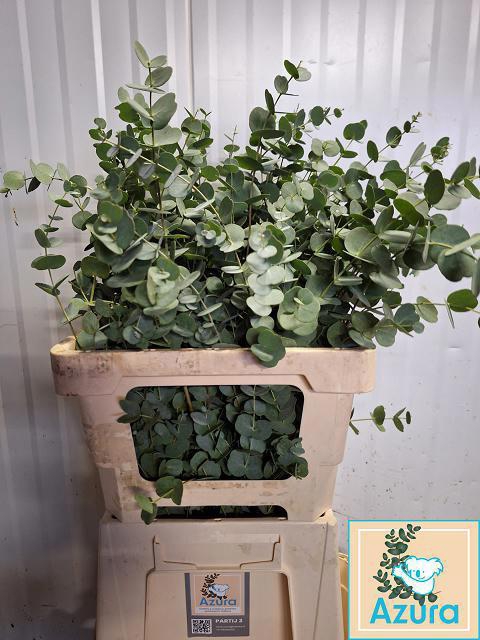 <h4>EUCA GU AZURA</h4>