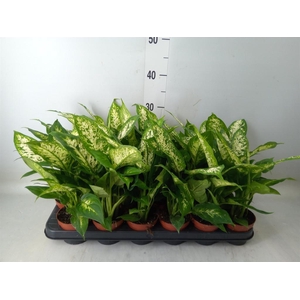 Dieffenbachia  'Compacta'