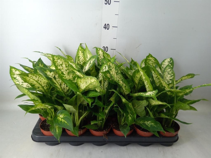 <h4>Dieffenbachia 'Compacta'</h4>