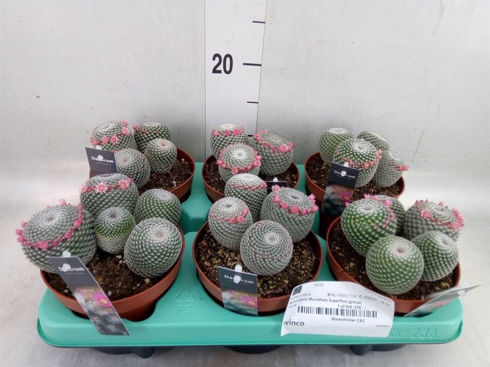 <h4>Mammillaria</h4>