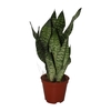 Sansevieria zeylanica