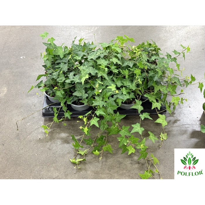 <h4>Hedera Helix Wonder 12Ø 25cm</h4>