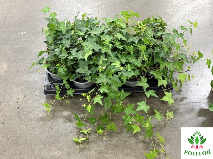Hedera Helix Wonder 12Ø 25cm