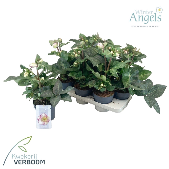 <h4>Helleborus Frostkiss Glenda's Gloss p15</h4>