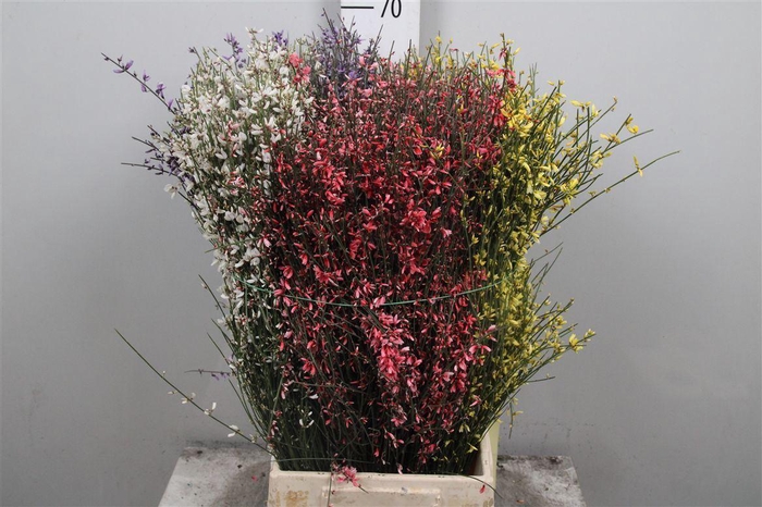 <h4>Genista Mix (400gr)</h4>