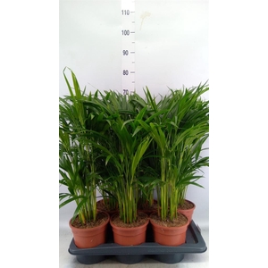 Dypsis lutescens   ...Chrysalidoca