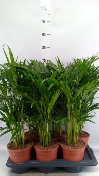<h4>Dypsis lutescens   ...Chrysalidoca</h4>