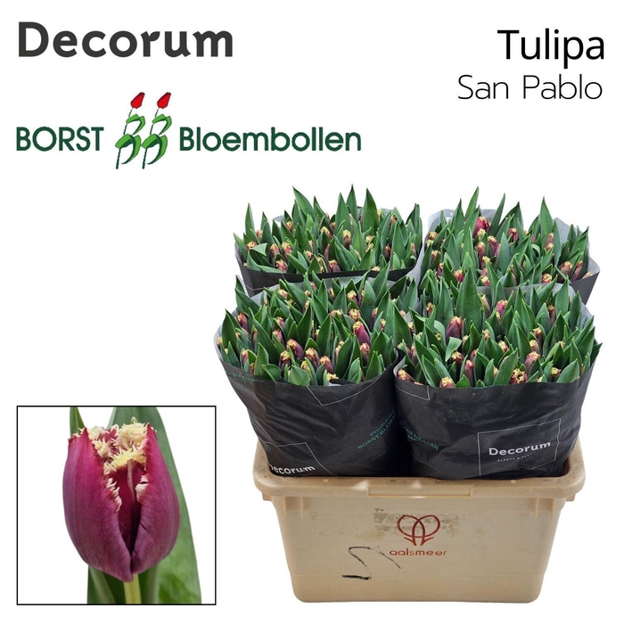 <h4>TU FR SAN PABLO</h4>