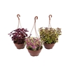 COLEUS C21