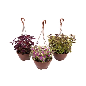 COLEUS C21