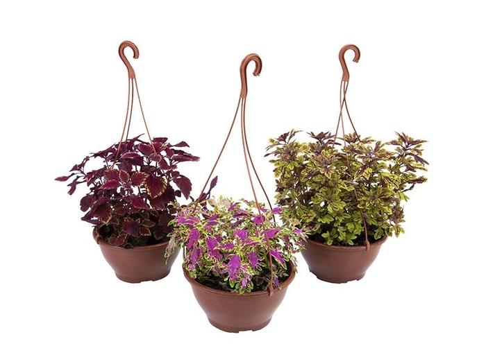 COLEUS C21