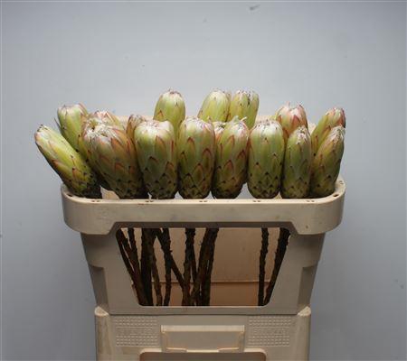 <h4>Protea White Night No Leaves</h4>