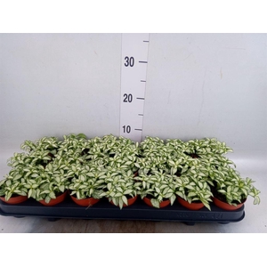 Fittonia  'Mosaic White Forest Fla'