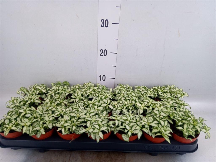 <h4>Fittonia  'Mosaic White Forest Fla'</h4>