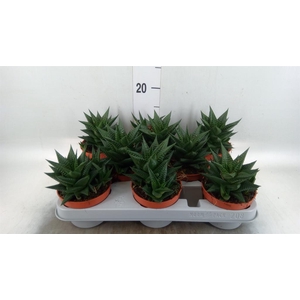Haworthia limifolia