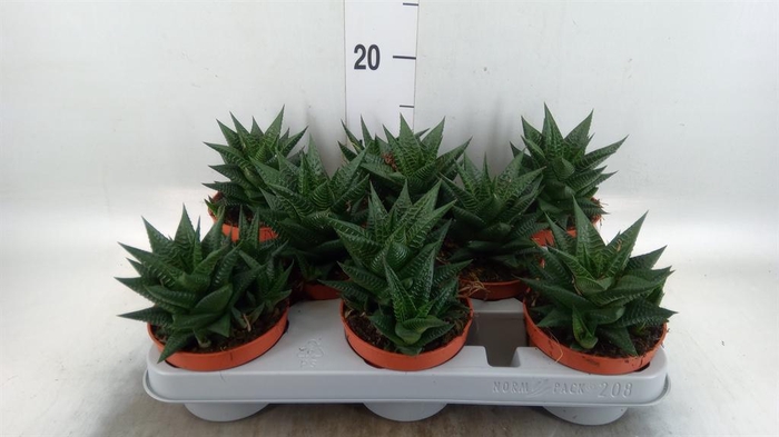 <h4>Haworthia limifolia</h4>