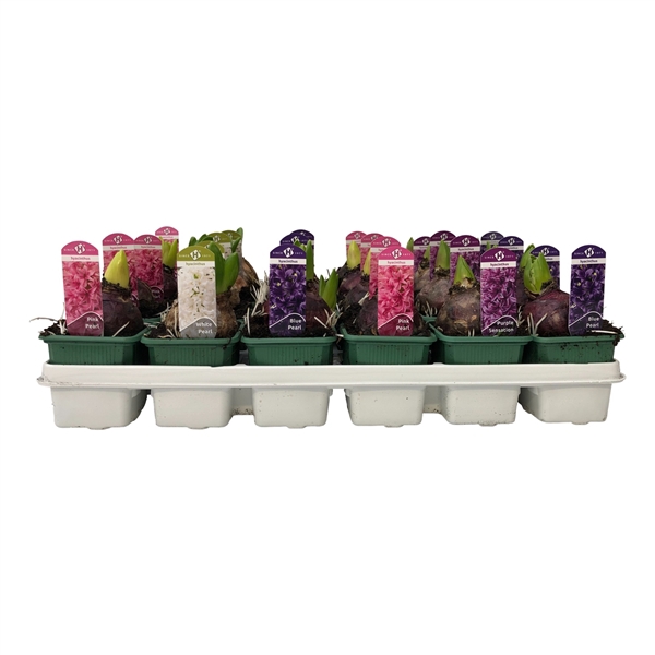 <h4>Hyacinthus orientalis gemengd 5 kleuren</h4>