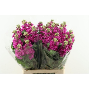Matth Iron Hotpink 70cm