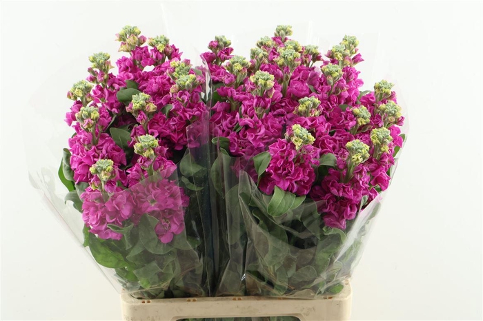 <h4>Matth Iron Hotpink 70cm</h4>