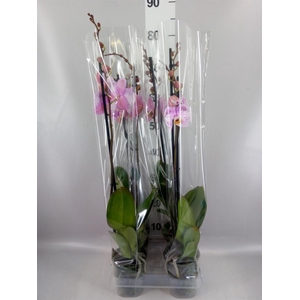 Phalaenopsis   ...rose