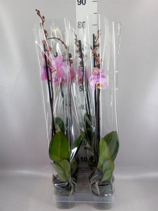 <h4>Phalaenopsis   ...rose</h4>