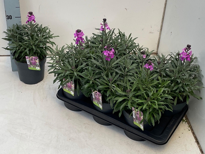 <h4>ERYS BOWLES MAUVE</h4>