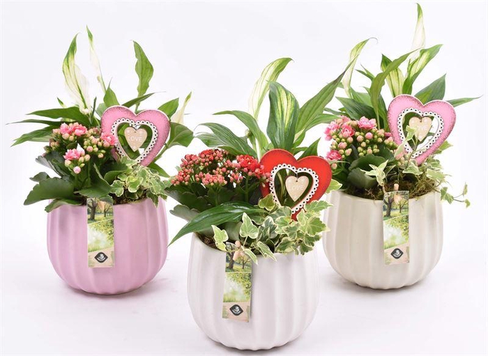 <h4>Keramiek pot kleur mix 14cm</h4>