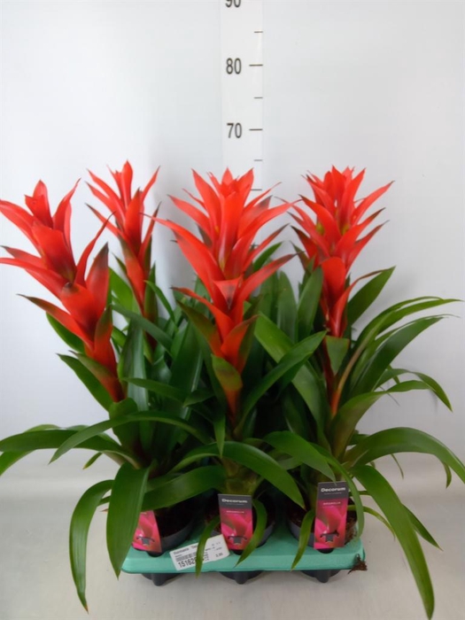 <h4>Guzmania  'Ostara'</h4>