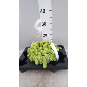 Sedum morganianum
