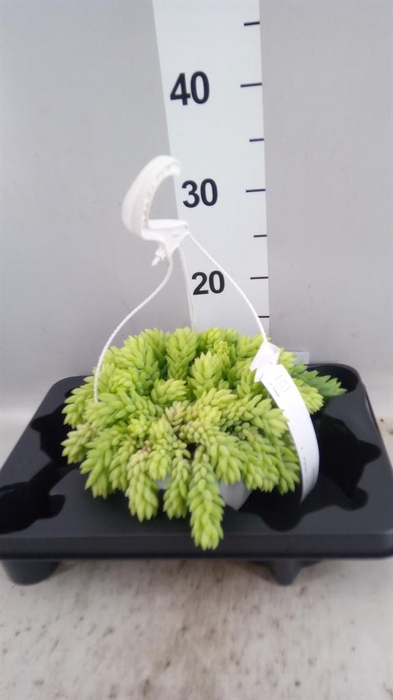 <h4>Sedum morganianum</h4>