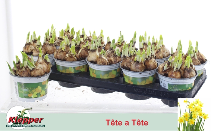 <h4>NARC O TETE A TETE</h4>