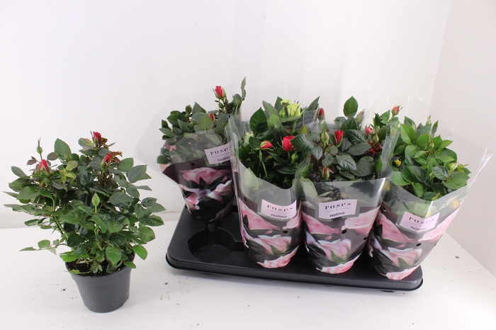 <h4>RO PATHIT GEM 5 SRT</h4>