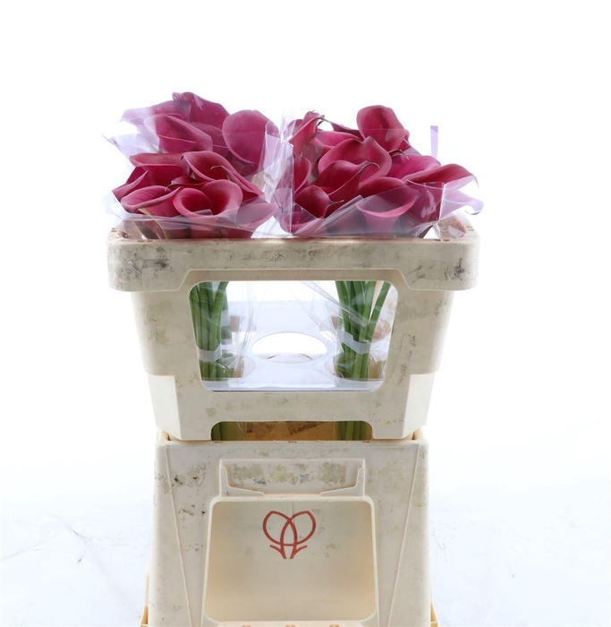 <h4>Calla Red Salsa</h4>