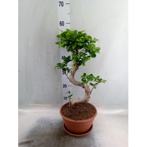 Ficus microcarpa 'Ginseng'
