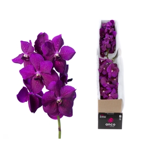 Vanda  'Nitaya Raspberry Cerise'