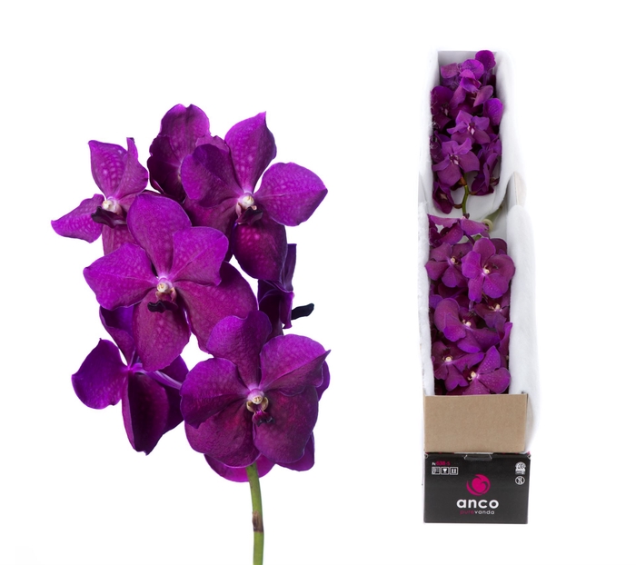 <h4>Vanda  'Nitaya Raspberry Cerise'</h4>