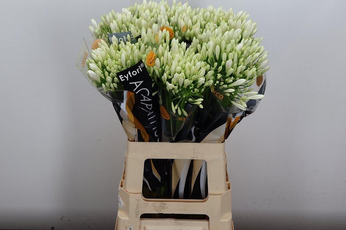 <h4>Agap Eyfori White</h4>