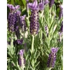 Lavandula overig